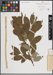 Foto von Salix caprea L.